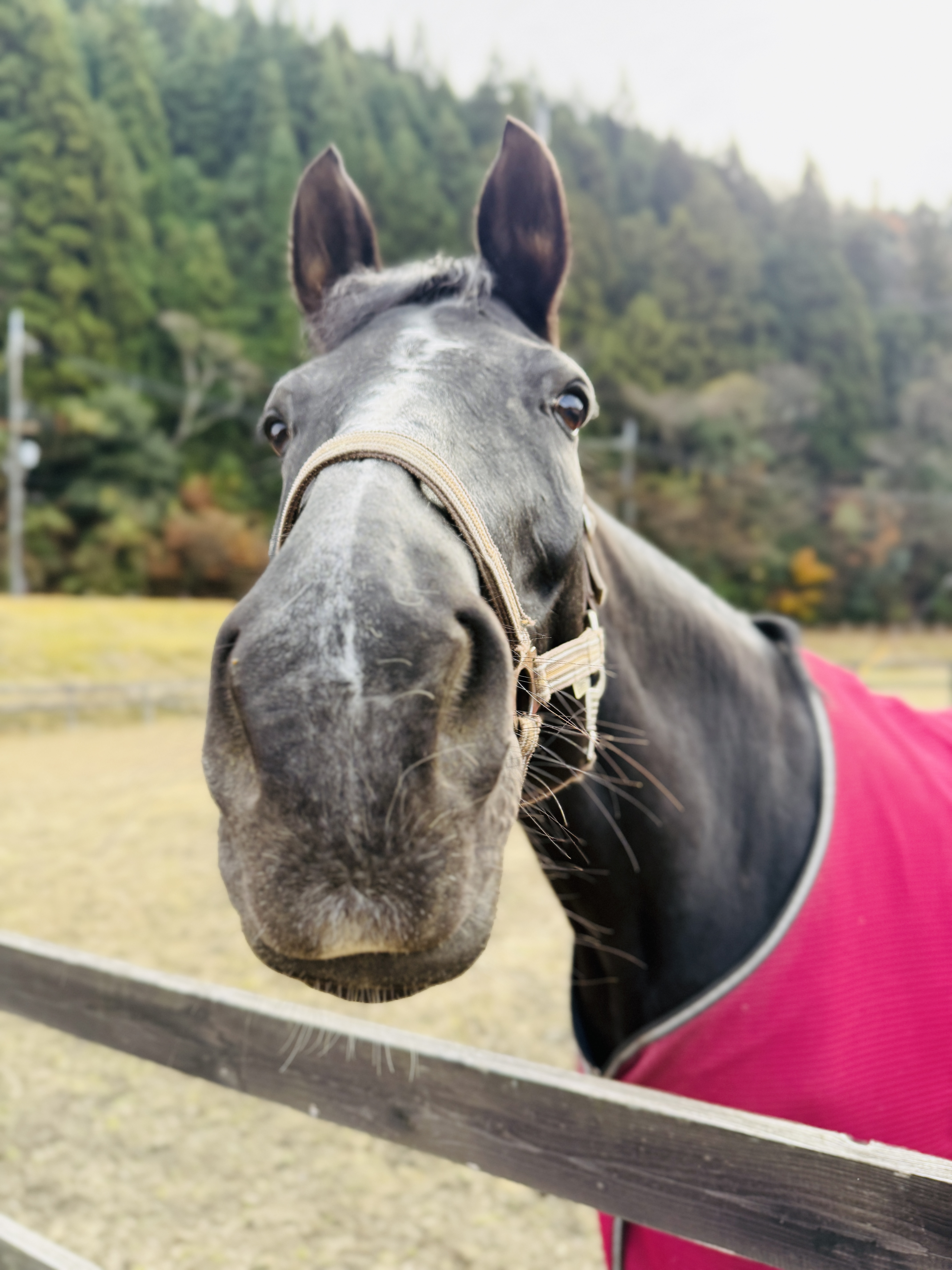こちらをじっと見つめる馬